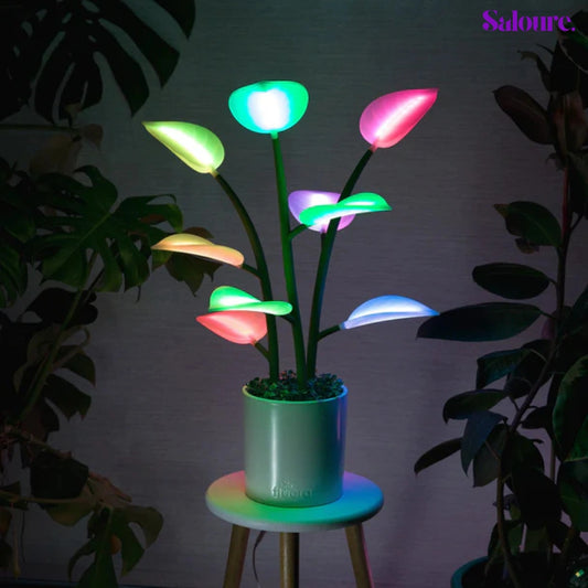 Saloure™ - Saloura plant